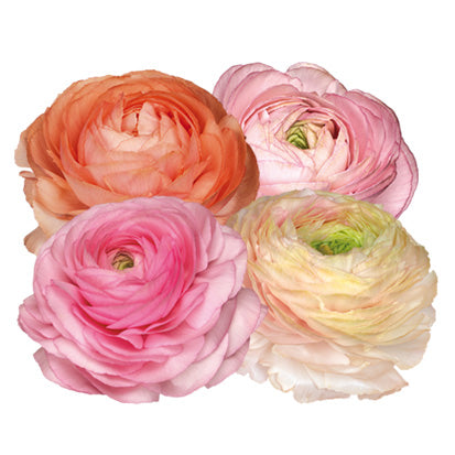 Ranunculus Elegance Pastello 102-14 (Pastel Mix) Seed