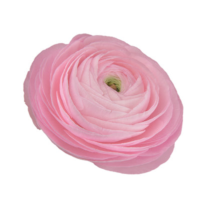 Ranunculus Elegance Rosa Chiaro 2P10 (Soft Pink) Seed