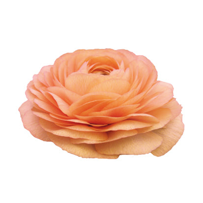 Ranunculus Elegance Salmone 06 (Dark Salmon) Seed