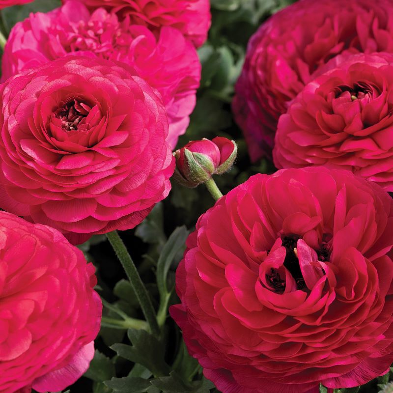 Ranunculus Roses Romeo Ranunculus Mache Rose Seed