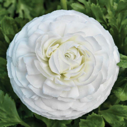 Ranunculus Mache White Seed