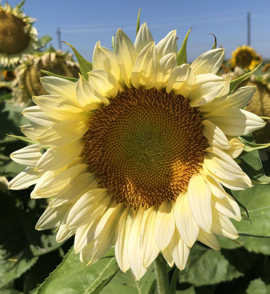 Helianthus Pro Cut White Light Seed