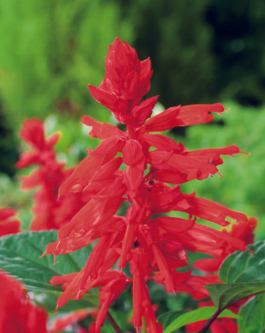 Salvia Blaze Of Fire Seed