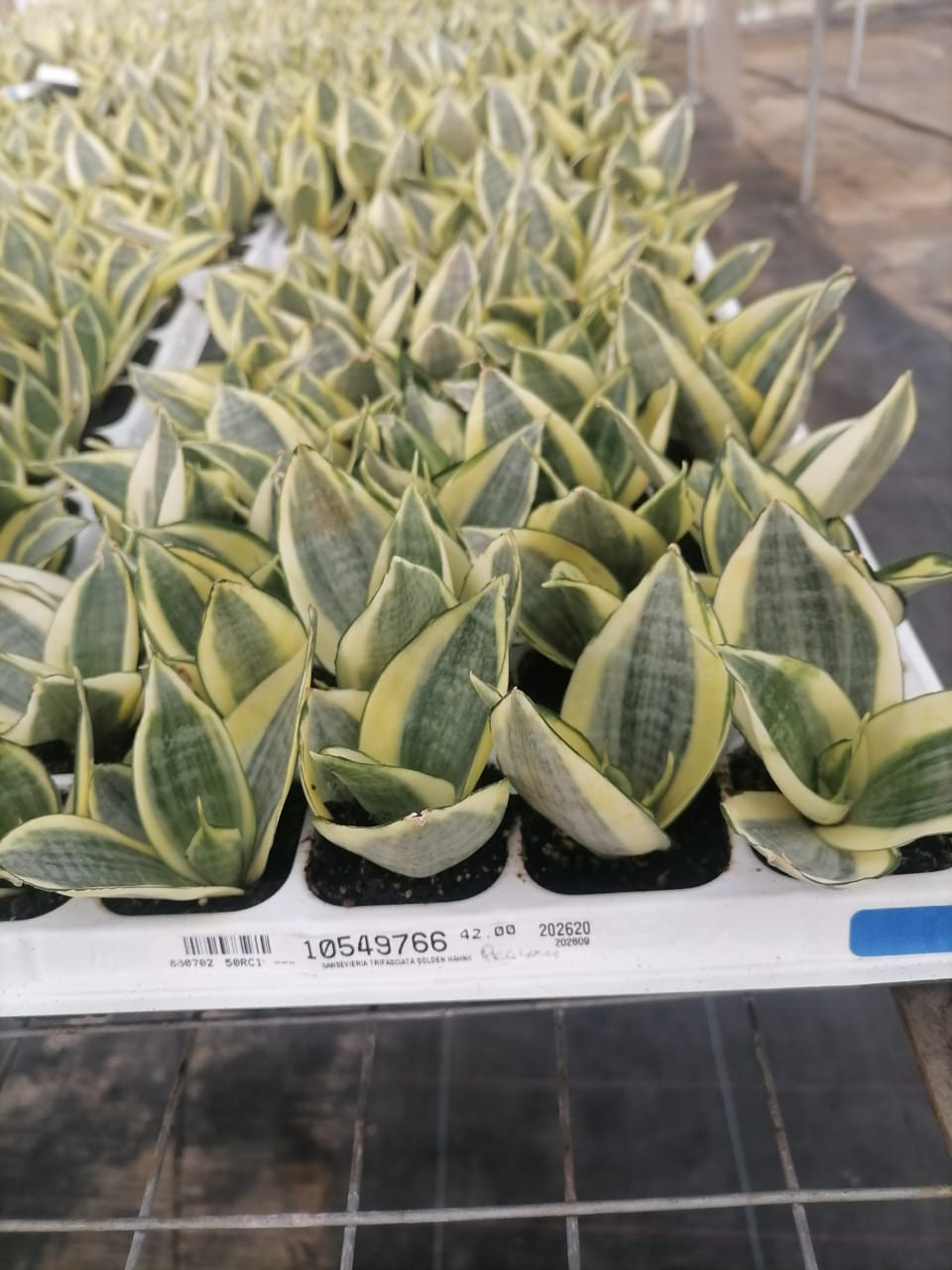Sansevieria Trifasciata Golden Hahnii Seedlings