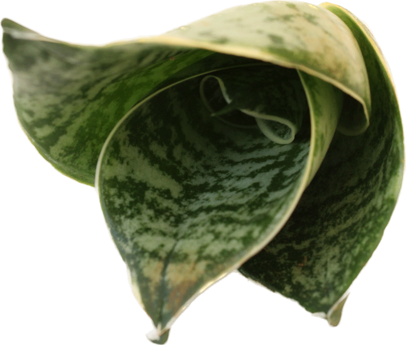 Sansevieria Trifasciata Green Hahnii Seedlings