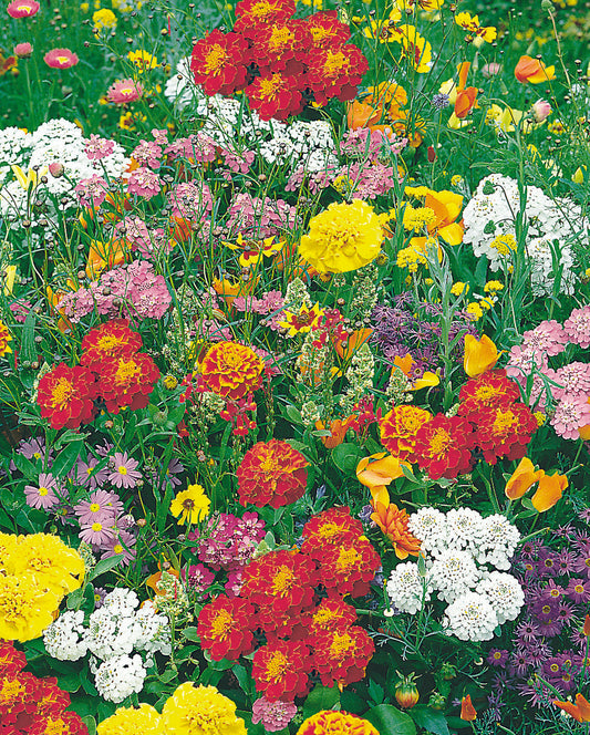 Summer Colour Patch Dwarf Seed