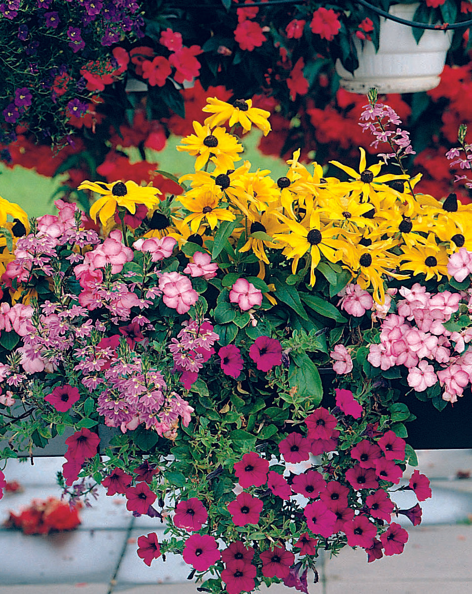 Summer Colour Patch Shade Seed