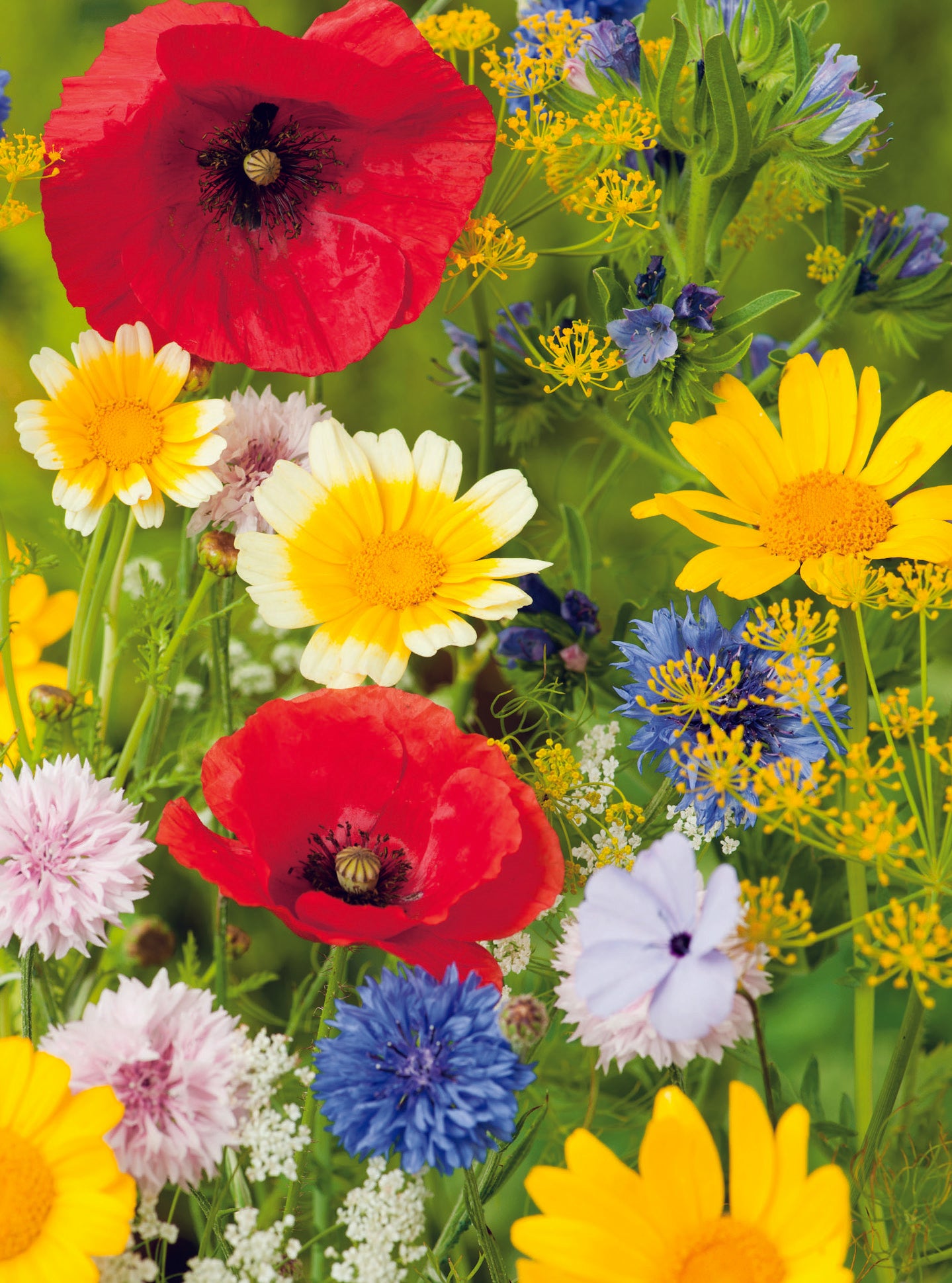 Colour Patch Winter Tall Mix Seed