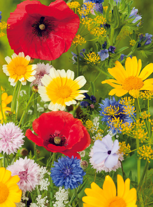 Colour Patch Winter Tall Mix Seed