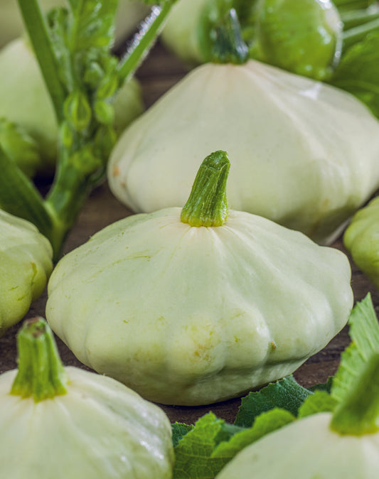 Squash Bennings Green Tint Seed