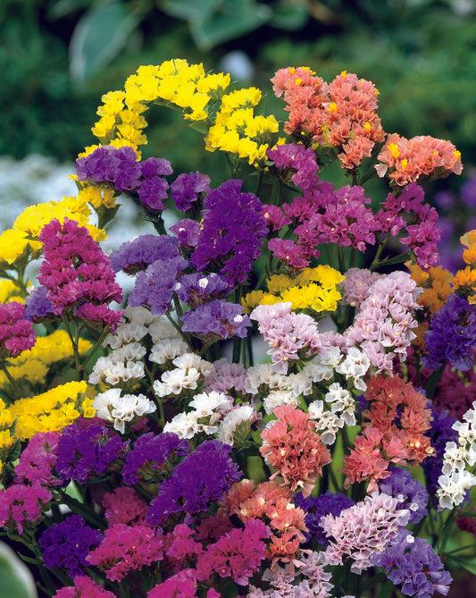 Statice Pastel Mix Seed