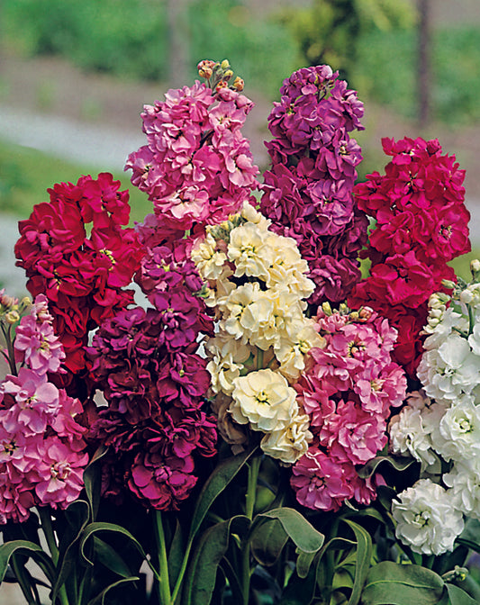 Stocks Giant Imperial Mix Seed