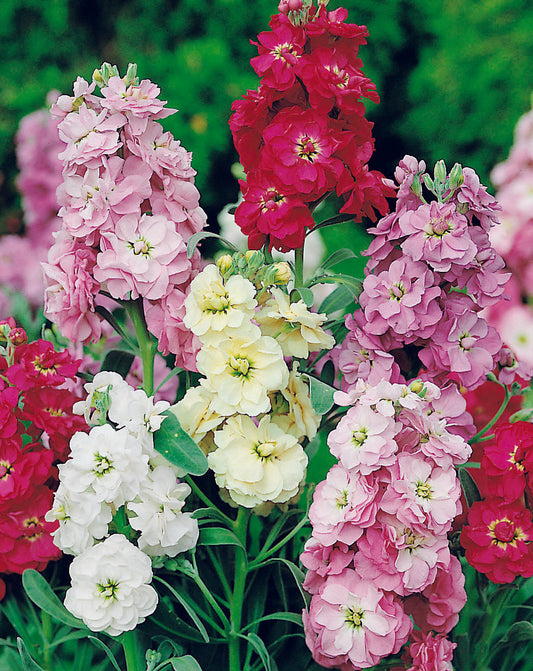 Stocks Dwarf Ten Weeks Mix Seed