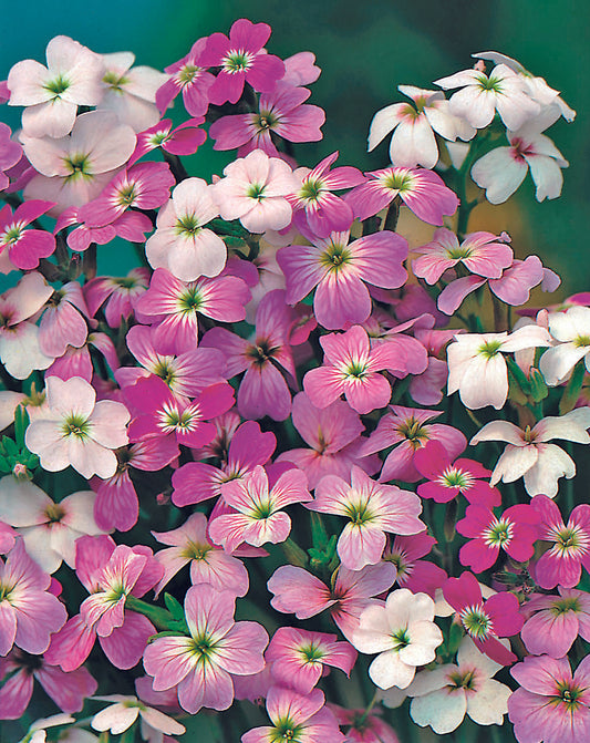 Stocks Virginian Mix Seed