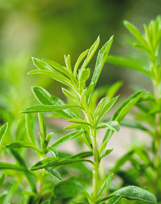 Summer Savory Seed