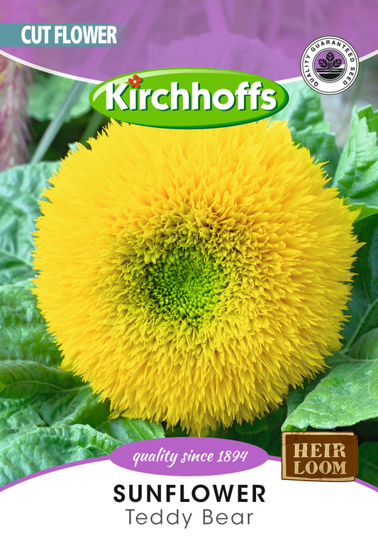 Helianthus Teddy Bear Seed