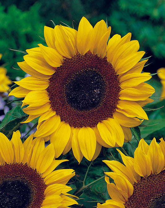 Helianthus Taiyo Seed