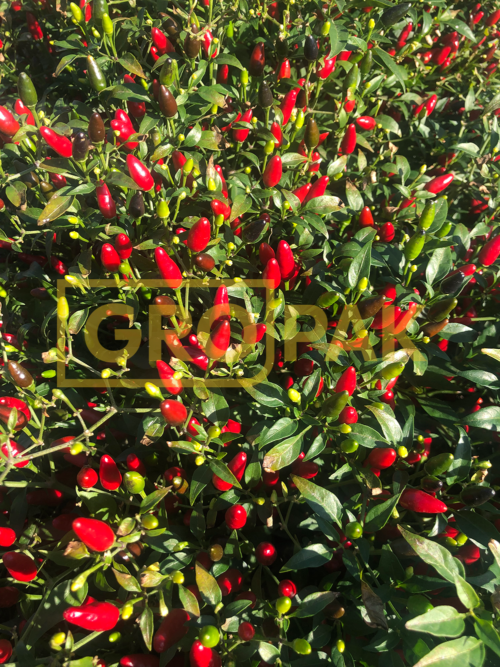 Capsicum Thai Red Chilli Seed