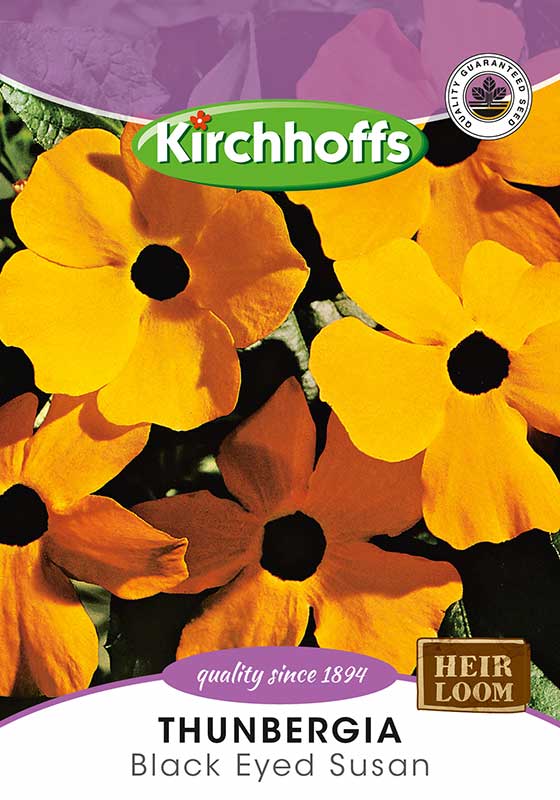 Black Eye Susan - Thunbergia