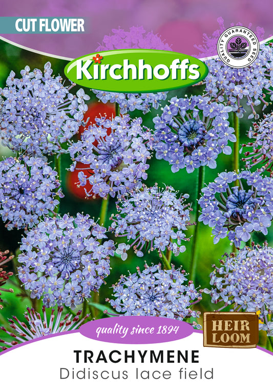 Trachymene Lace Blue Seed