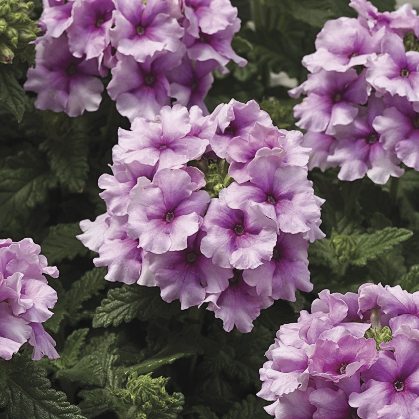 Verbena Tuscany Orchid Frost Seed