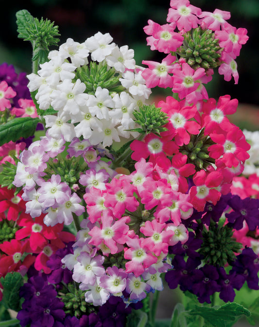 Verbena Ideal Florist Mix Seed
