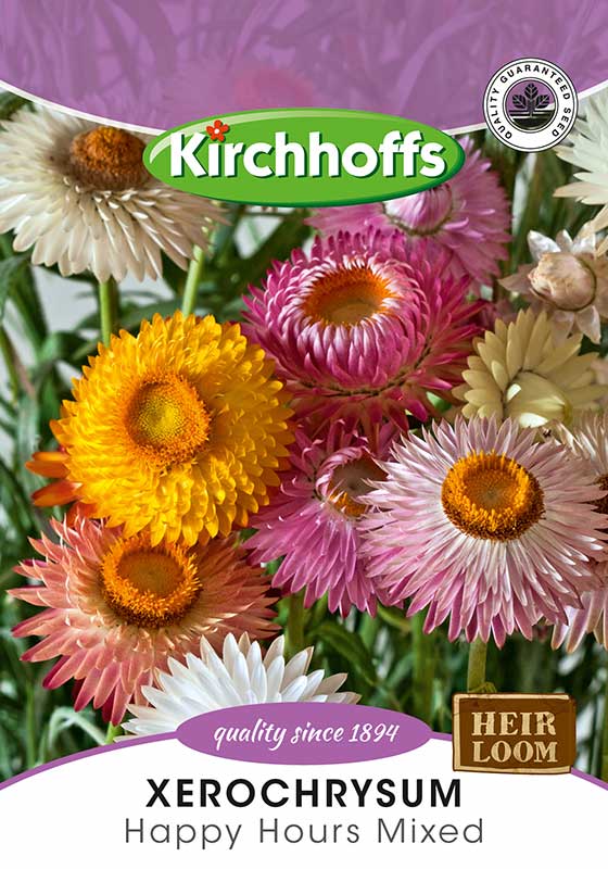 Helichrysum Happy Hours Mixed