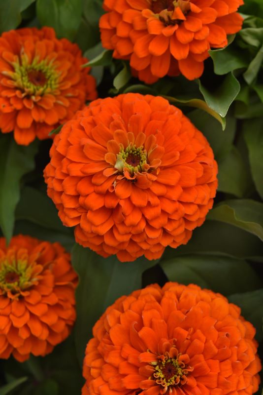 Zinnia Zesty Orange Seed