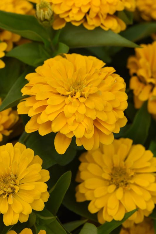 Zinnia Zesty Yellow Seed