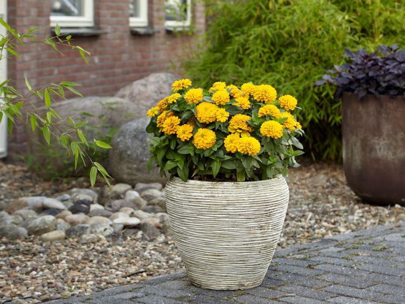 Zinnia Zesty Yellow Seed