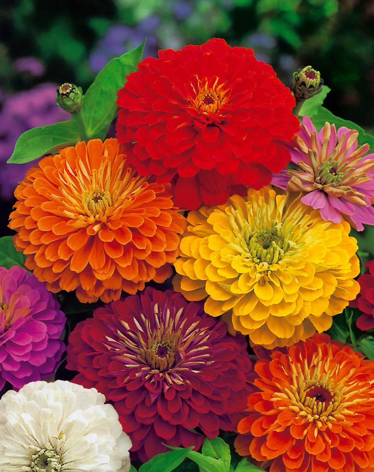 Zinnia Giant Of California Mix Seed