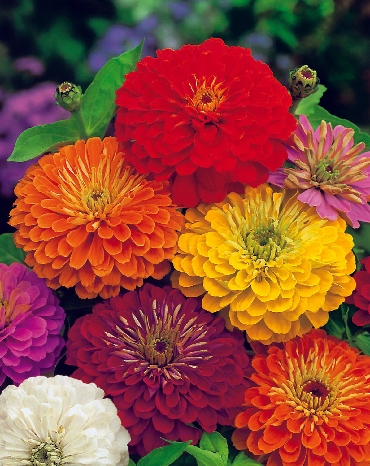 Zinnia Dahlia Flower Formula Mix Seed