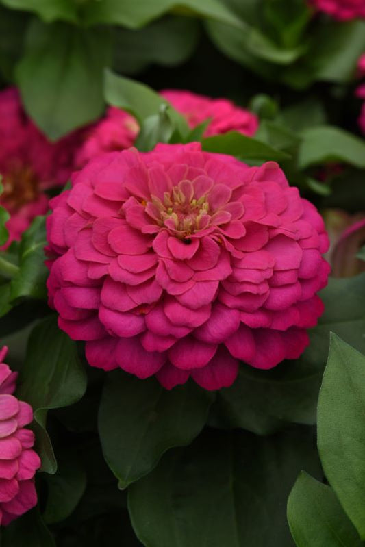 Zinnia Zesty Pink Seed