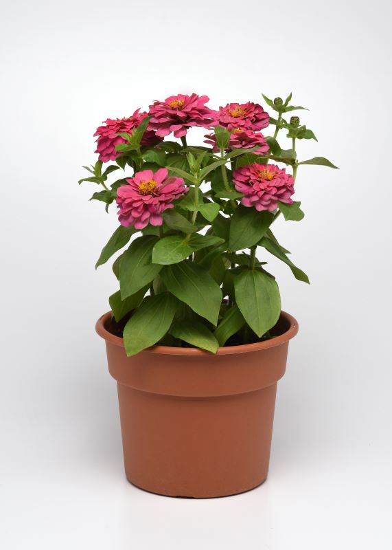 Zinnia Zesty Pink Seed