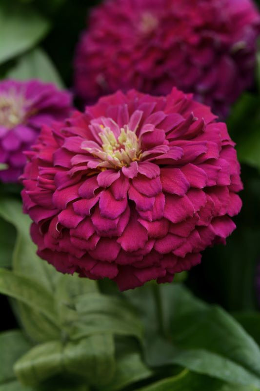 Zinnia Zesty Purple Seed