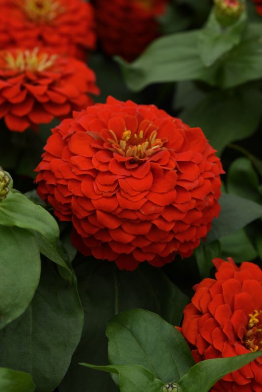 Zinnia Zesty Scarlet Seed