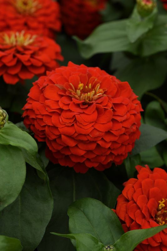 Zinnia Zesty Scarlet Seed