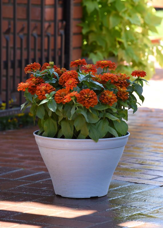 Zinnia Zesty Scarlet Seed
