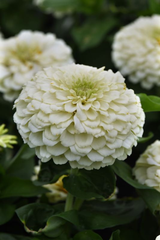 Zinnia Zesty White Seed