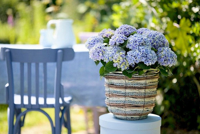 Hydrangea Magical Evolution Seedlings