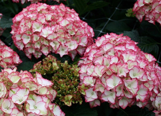 Hydrangea Magical Flamenco Seedlings