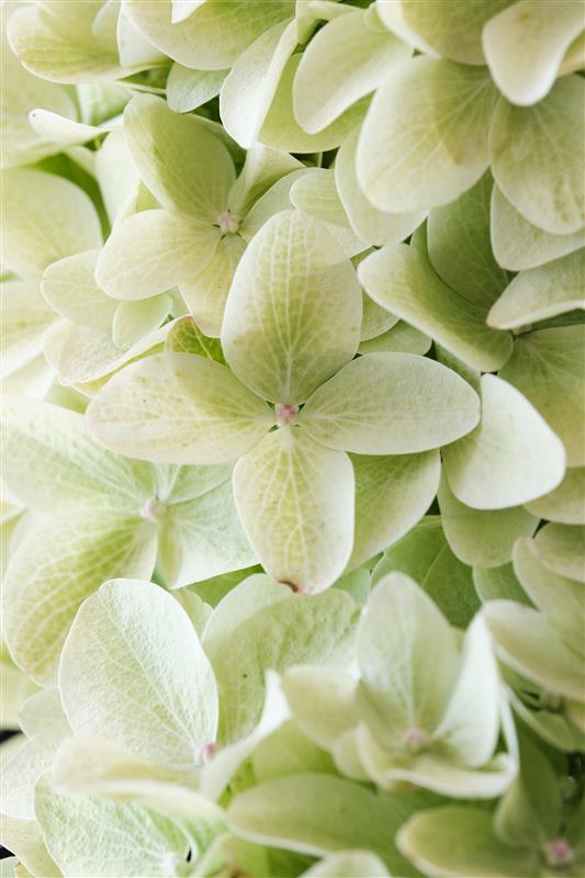 Hydrangea Magical Paniculata Candle Seedlings