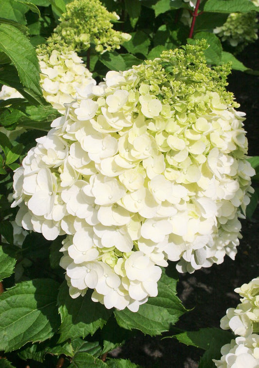 Hydrangea Magical Paniculata Mont Blanc Seedlings