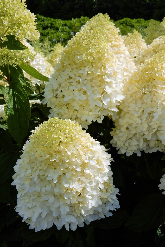 Hydrangea Magical Paniculata Summer Seedlings