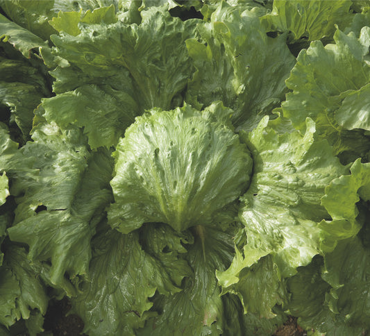 Lettuce Iceberg Summer Seed