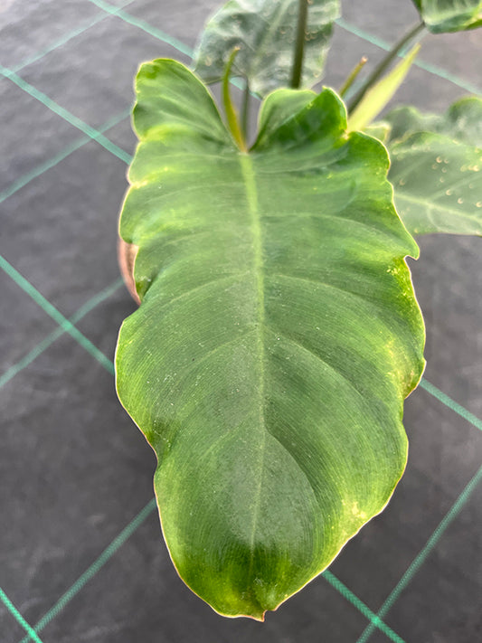 Philodendron Giganteum ´Jungle Fever´ Seedlings