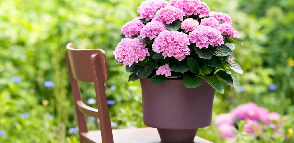 Hydrangea Magical Evolution Seedlings