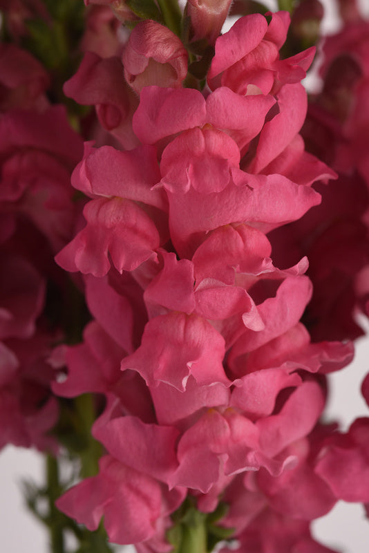 Antirrhinum Potomac Dark Pink Seed