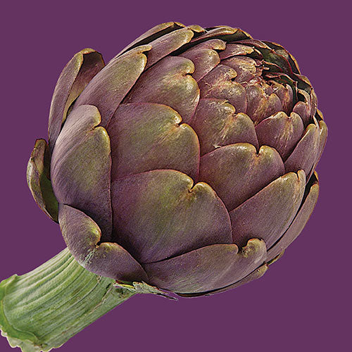 Artichoke Violet De Provence Seed