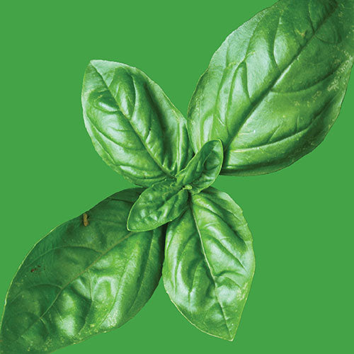 Basil Culinary Blend Seed